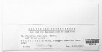 Gremmenia infestans image